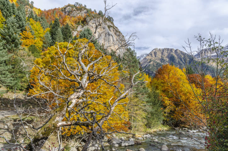 Huesca - valle de Bujaruelo 07 - rio Ara.jpg